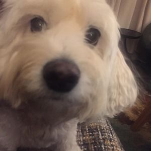 Meet your Posher, Terry